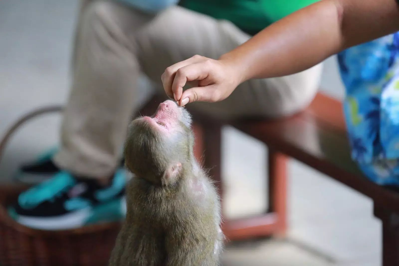 陵水一日游必去的景点,陵水一日游自由行