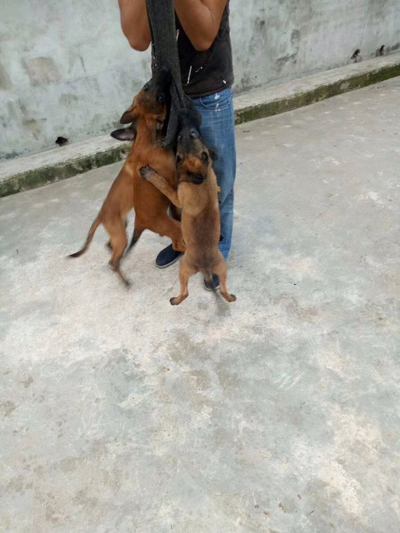 马犬应该如何训练基本科目用啥方法