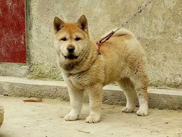 土狗，真的就比宠物狗差吗？看完这一组土狗再说