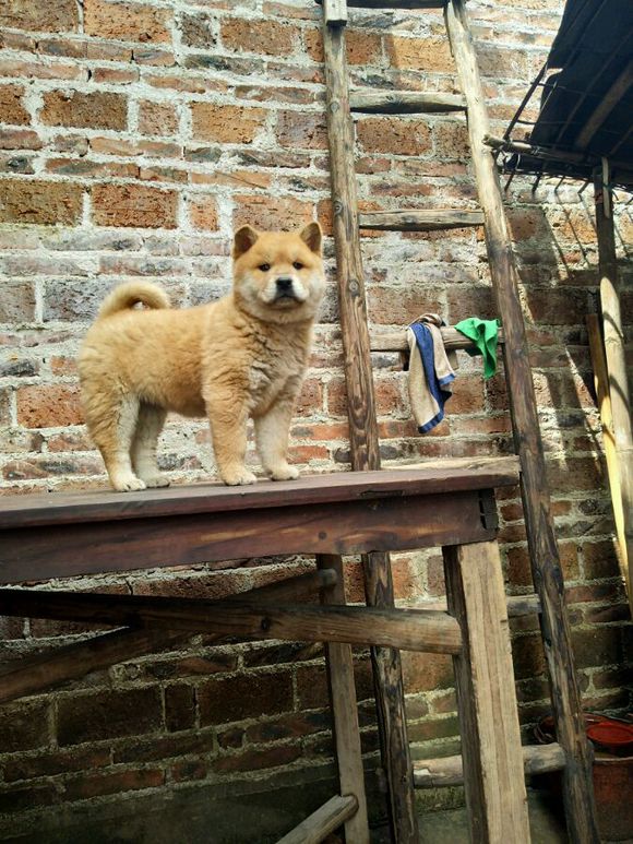 土狗，真的就比宠物狗差吗？看完这一组土狗再说