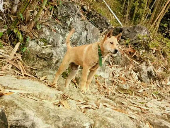 土狗，真的就比宠物狗差吗？看完这一组土狗再说