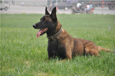 马犬皮肤病很严重怎么治疗,马犬皮肤病的治疗方法