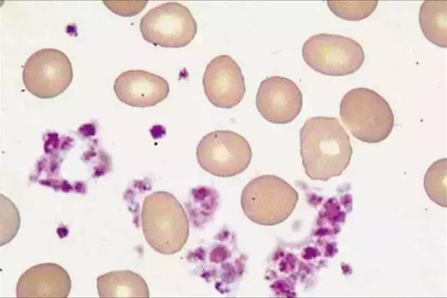 早安青岛新闻来了,早安新闻最新版