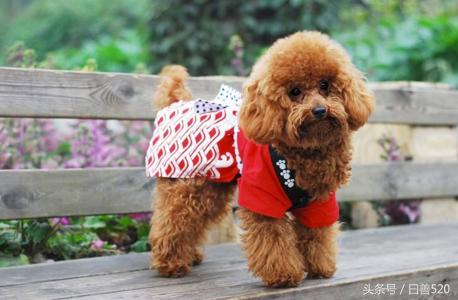 如何判断泰迪纯不纯种,如何判断泰迪年龄