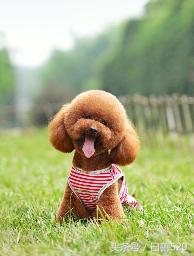 如何判断泰迪纯不纯种,如何判断泰迪年龄