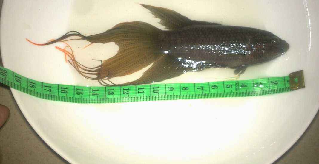 小时候抓的鱼叫什么鱼,小时候抓来养的鱼