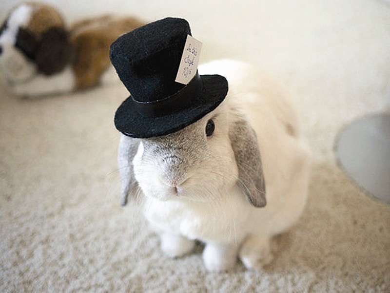 十二生肖各缺一个器官图解,十二生肖各缺一样东西