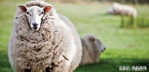 不带膻味的奶粉,奶粉有膻味怎么办