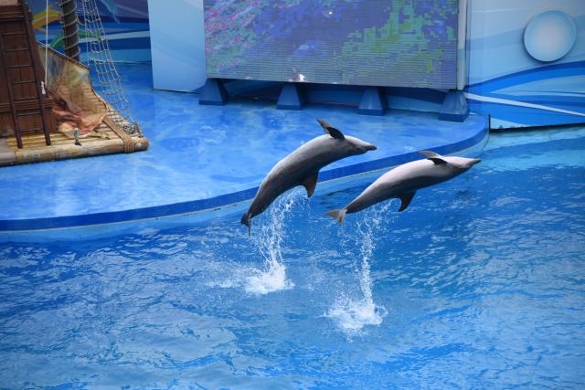 玩遍香港攻略,香港怎么玩最省钱攻略