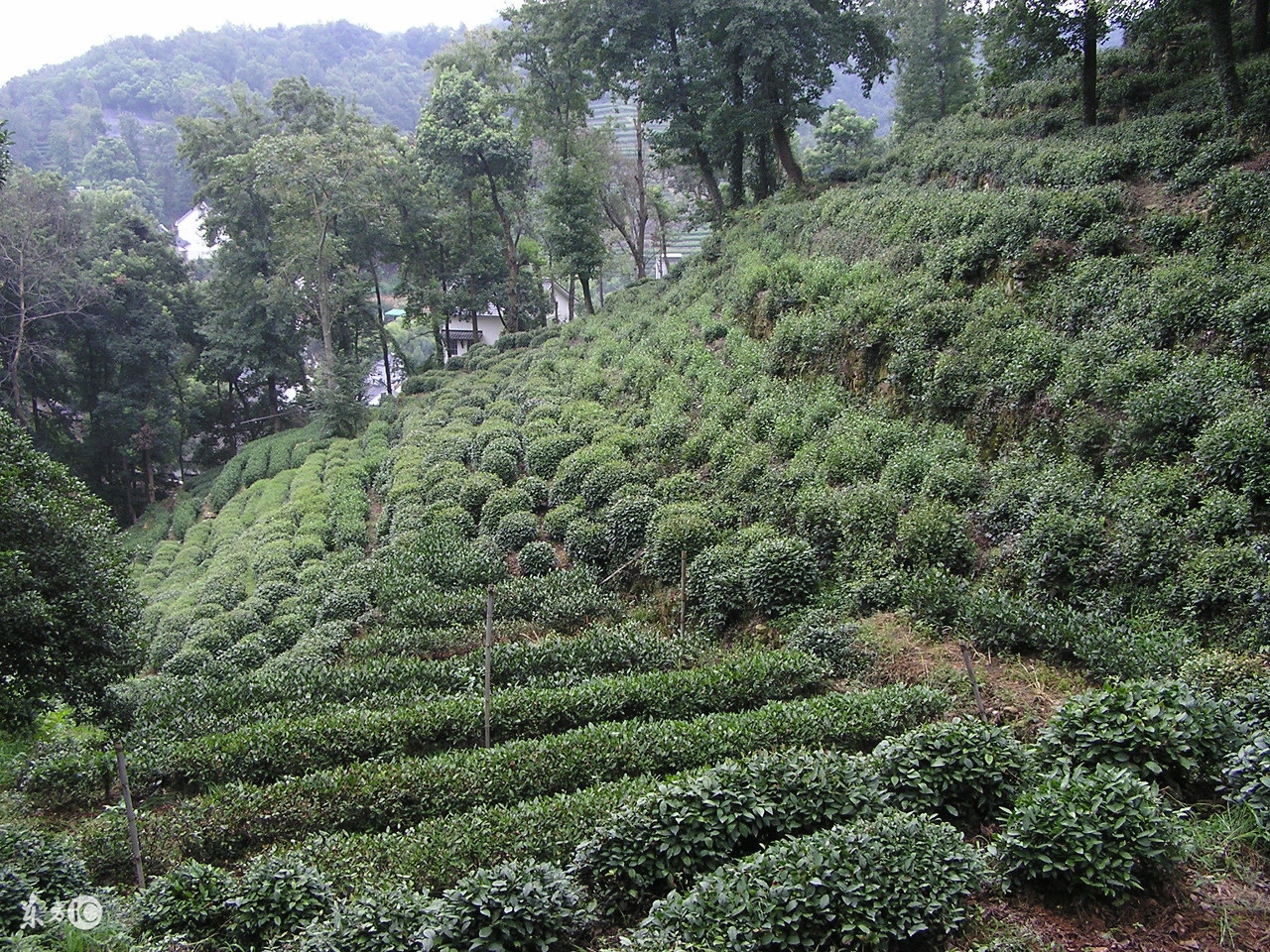 中国十大名茶西湖龙井明前茶,浙江名茶西湖龙井属于哪个茶