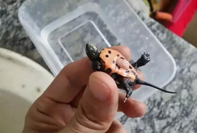 乌龟下蛋时要用什么东西帮它孵化,乌龟孵化过程中为什么出现变异