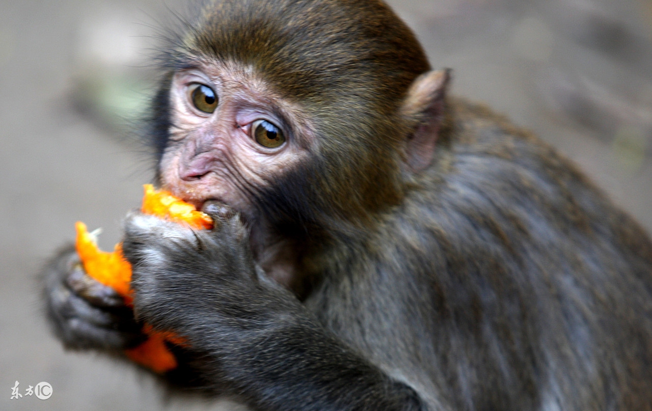 2018年属猴的运程每月运势大全,2018年生肖猴的命运如何