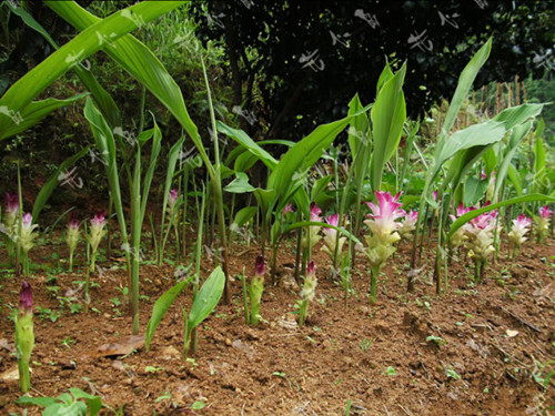 田七和莪术的区别,莪术和醋莪术有什么区别