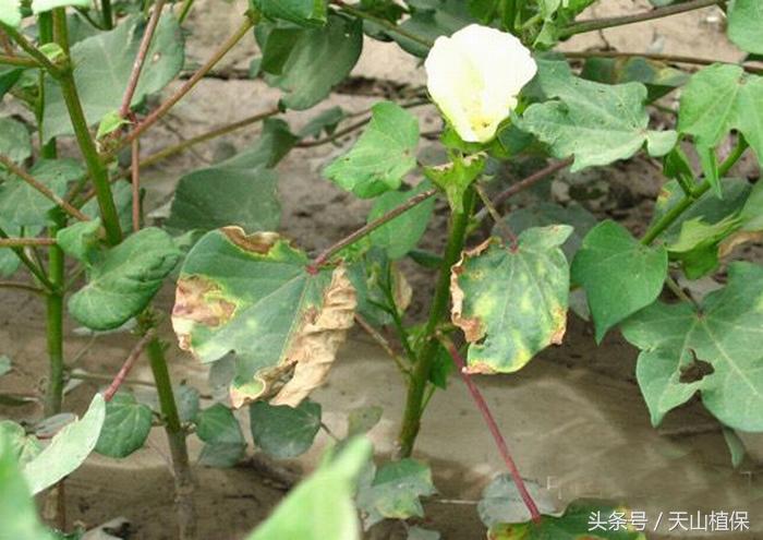 棉花枯黄萎病的防治方法,新疆抗枯黄萎病棉花品种