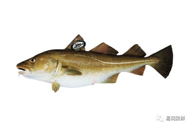 海产市场常见鱼有哪些品种,中国市场常见的进口鱼有哪些