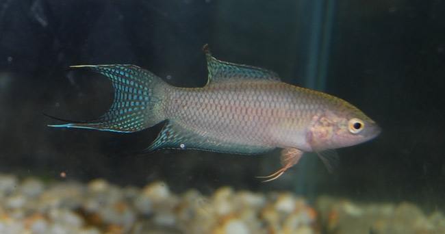 小时候抓的鱼叫什么鱼,小时候抓来养的鱼