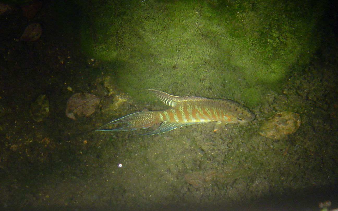 小时候抓的鱼叫什么鱼,小时候抓来养的鱼