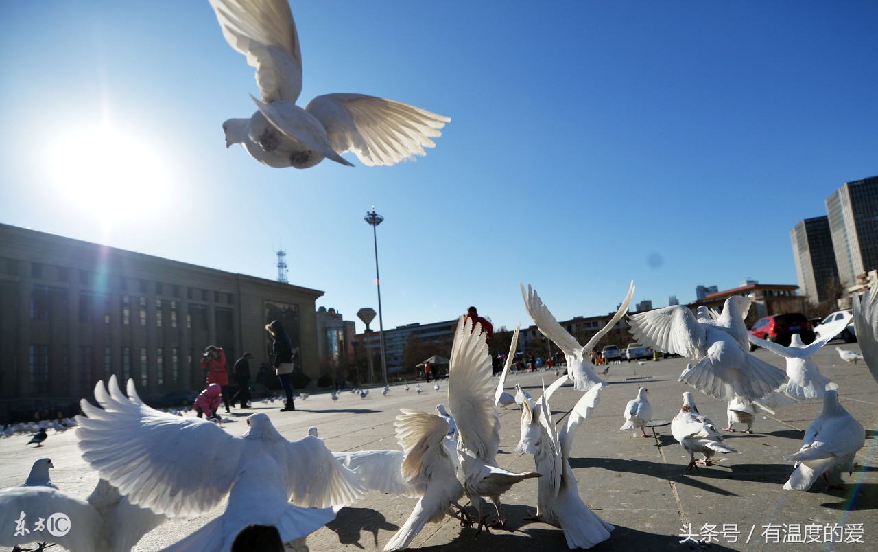鸽病治疗经验分享