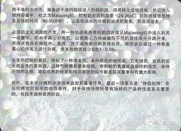 3分钟了解橄榄树,一分钟了解油橄榄