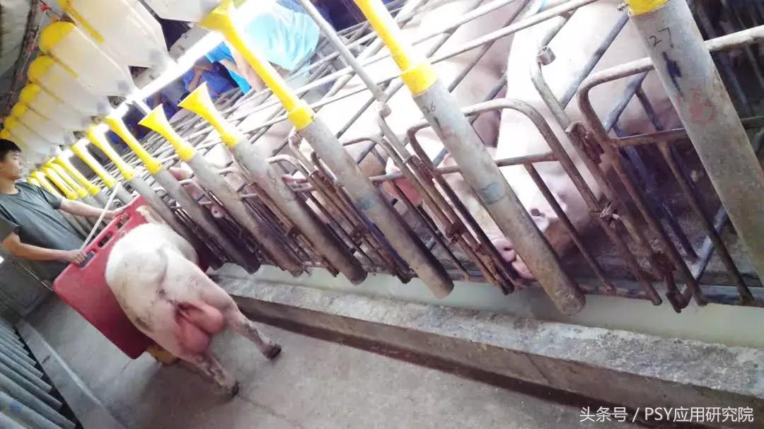 延长光照时间可以提高光照强度吗,延长光照能提高农作物产量吗