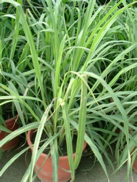 天然食用植物香料大全图解,天然香料的合成方法