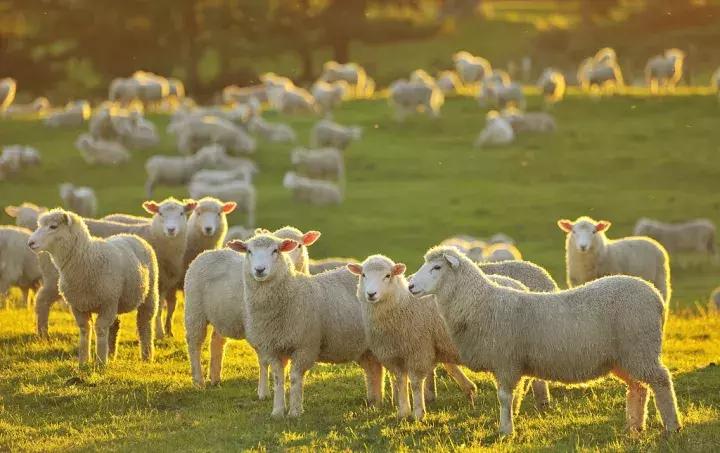 王凯、韩庚、邓紫棋、谢霆锋……明星最近为什么都去新西兰？