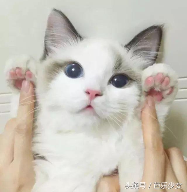 喵星人彩妆,喵星人美妆