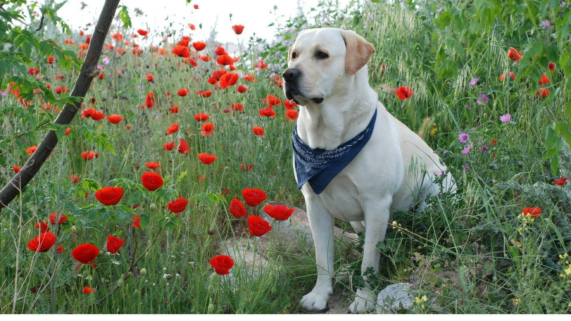 拉布拉多简介及图片,拉布拉多简介文案