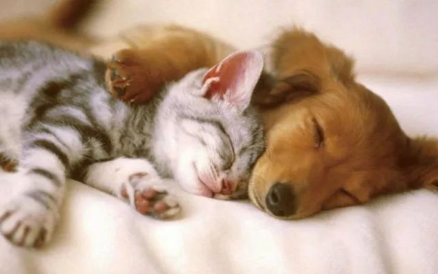 活体宠物一经售出,活体一经售出概不退换合法吗