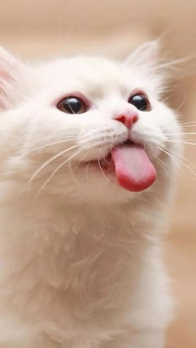 活体宠物一经售出,活体一经售出概不退换合法吗