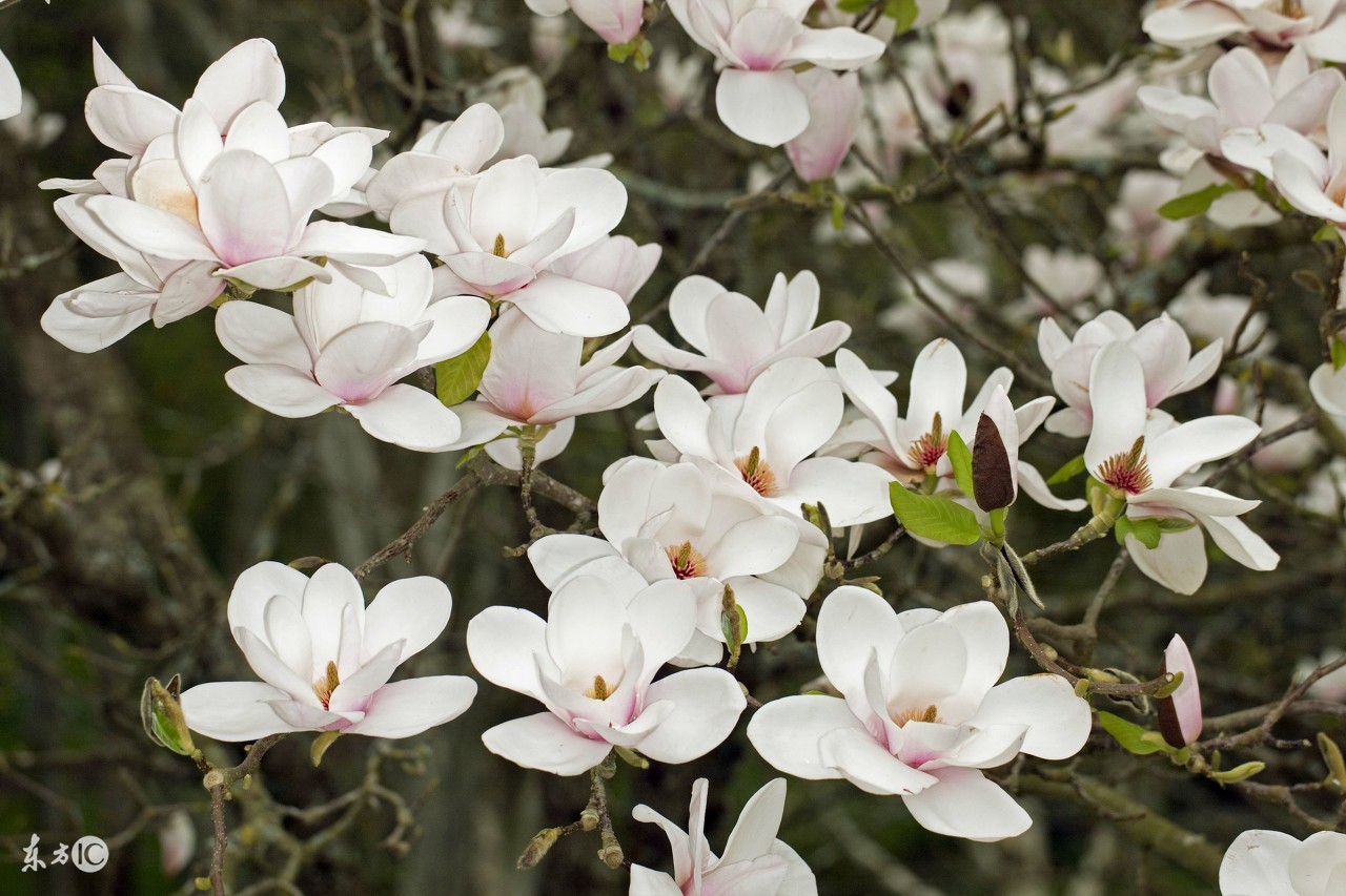 农村院子不宜种什么植物,家里院子种植什么植物对风水最好