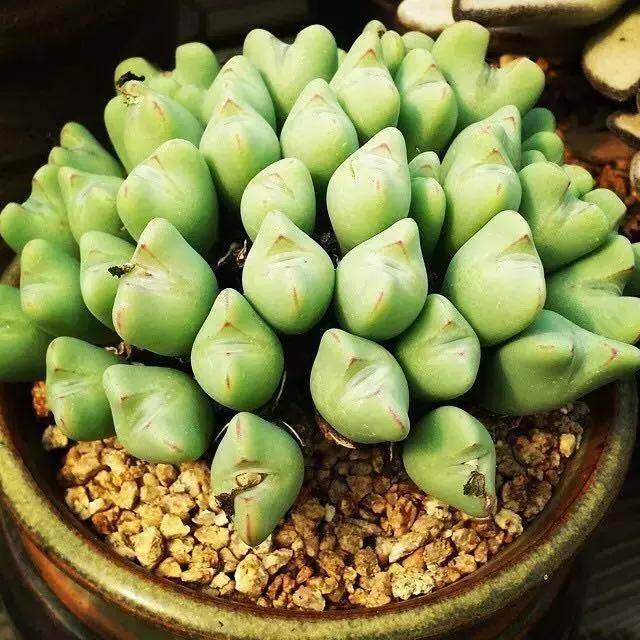 肉友推荐养的多肉植物,国外肉友养的多肉