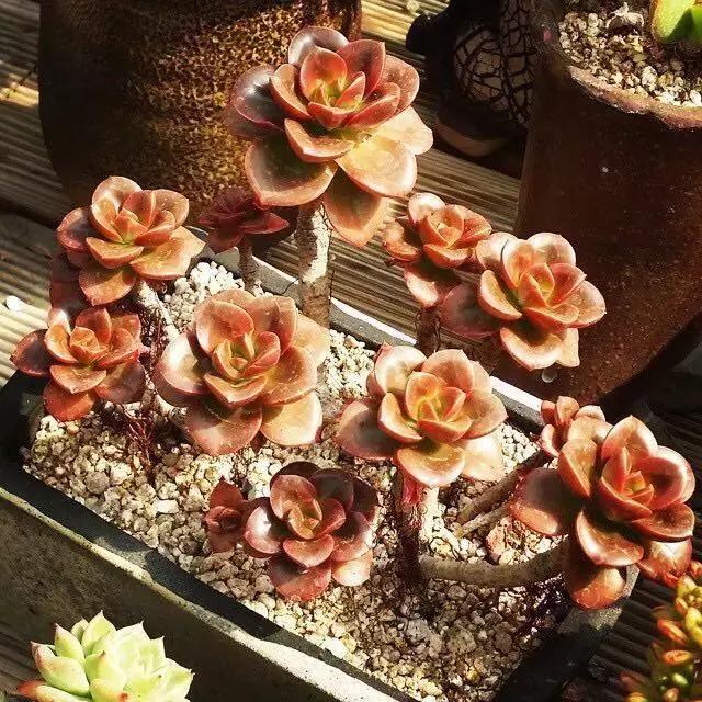 肉友推荐养的多肉植物,国外肉友养的多肉