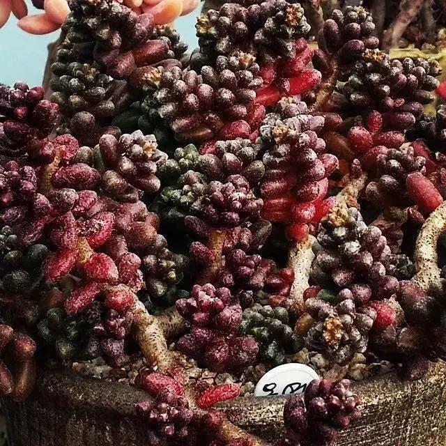 肉友推荐养的多肉植物,国外肉友养的多肉