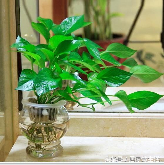 绿萝老是蔫头耷脑的,绿萝光秃秃只剩杆子了