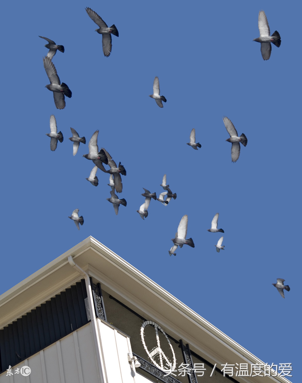 鸽病治疗经验分享