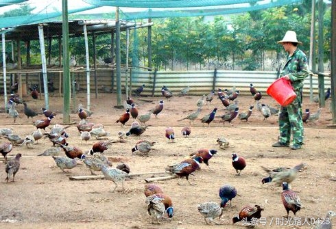 2022农村创业好点子,2017推荐农村创业致富的3个金点子