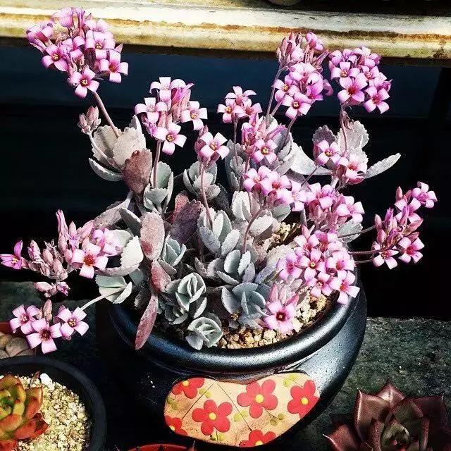 肉友推荐养的多肉植物,国外肉友养的多肉