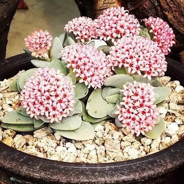 肉友推荐养的多肉植物,国外肉友养的多肉