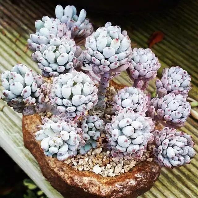 肉友推荐养的多肉植物,国外肉友养的多肉