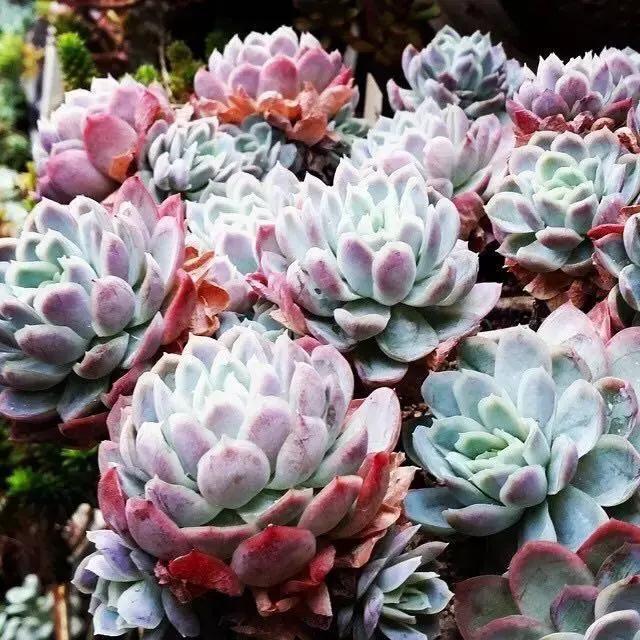肉友推荐养的多肉植物,国外肉友养的多肉