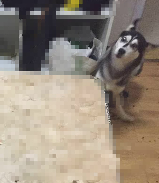 如何解决室内狗毛问题,狗掉毛的季节狗毛满天飞怎么办