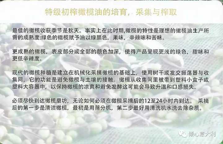 3分钟了解橄榄树,一分钟了解油橄榄