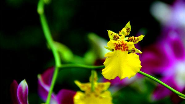 三亚的阳光与海滩,遇见阳光沙滩三亚