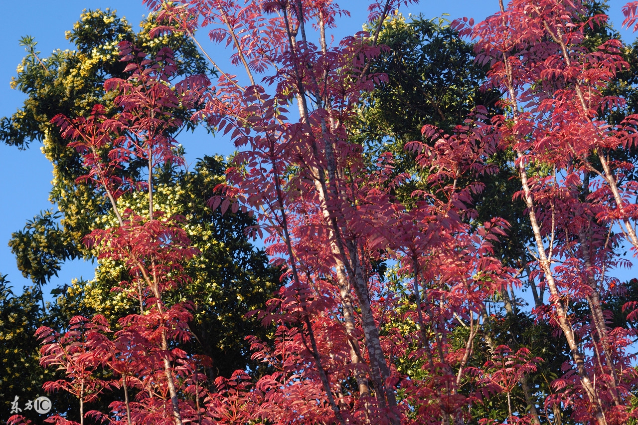 农村院子不宜种什么植物,家里院子种植什么植物对风水最好