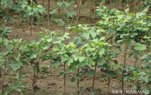 2022农村创业好点子,2017推荐农村创业致富的3个金点子