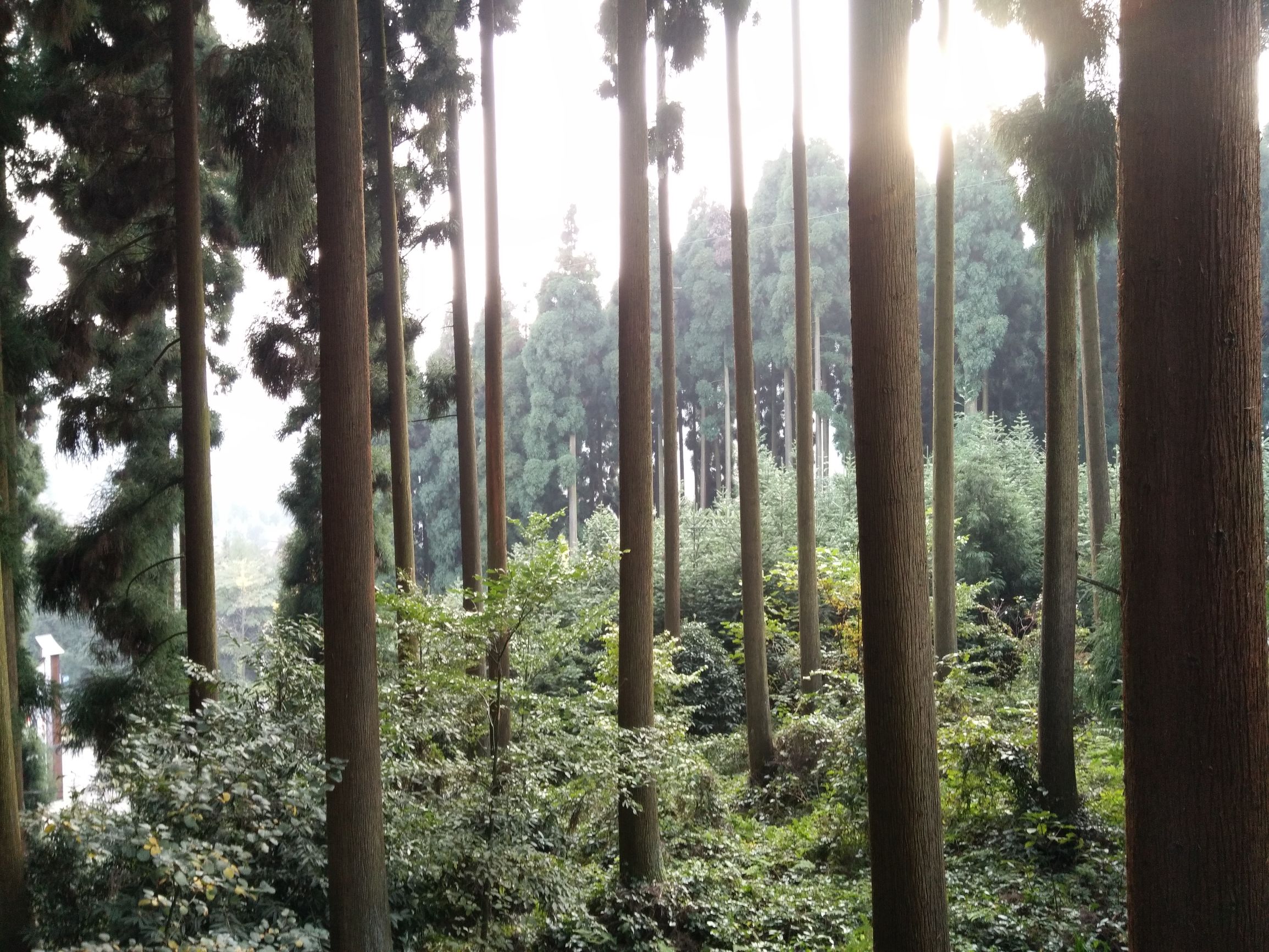 峨眉半山七里坪吃什么,峨眉半山七里坪怎样