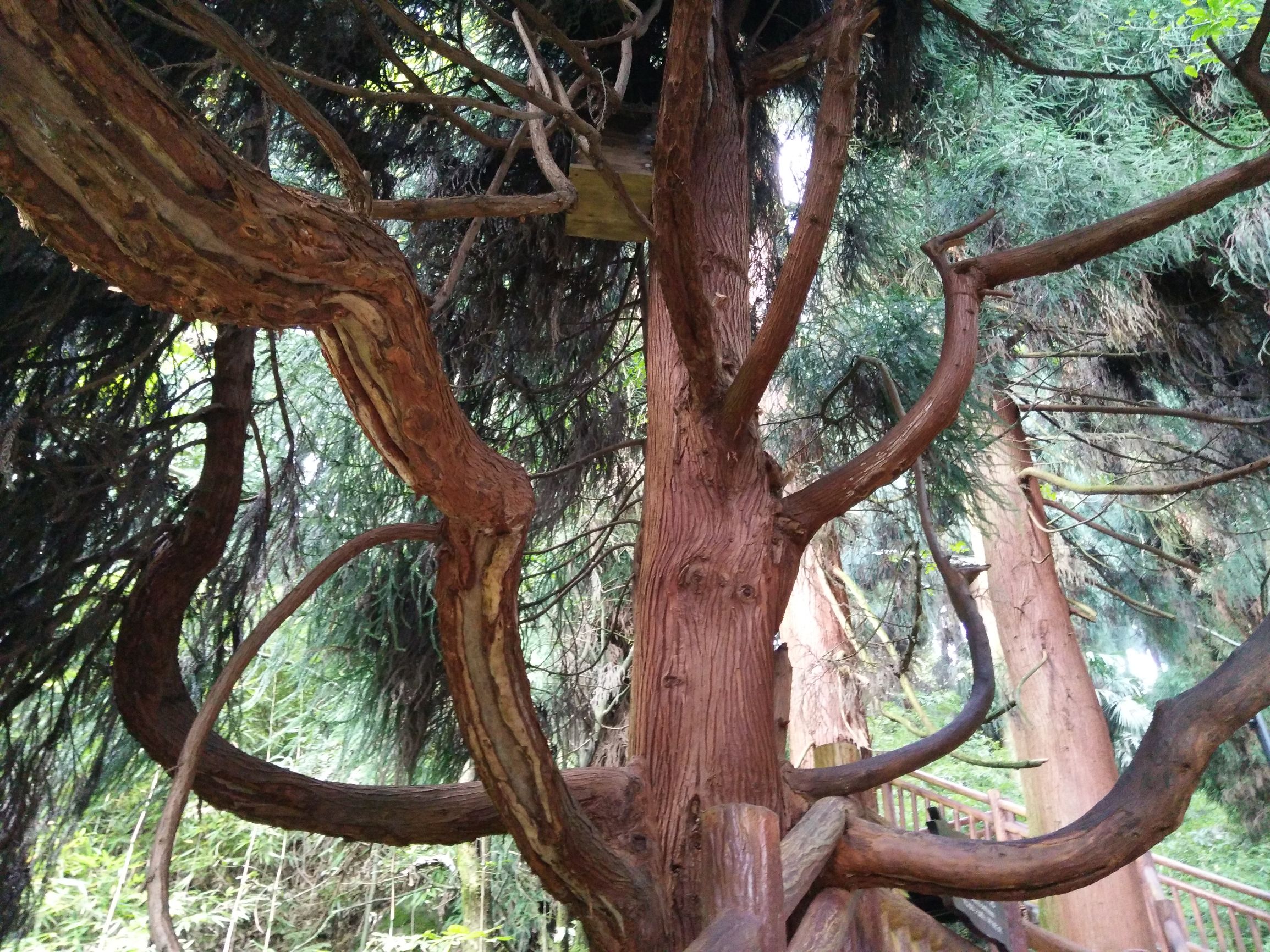峨眉半山七里坪吃什么,峨眉半山七里坪怎样