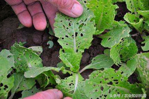 鸡毛菜怎样洗能去除农药残留,教你9种方法去除果蔬农药残留