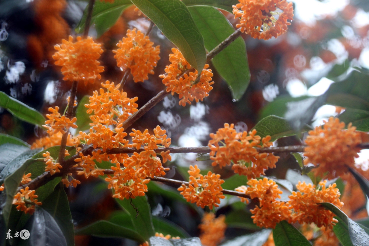 农村院子不宜种什么植物,家里院子种植什么植物对风水最好